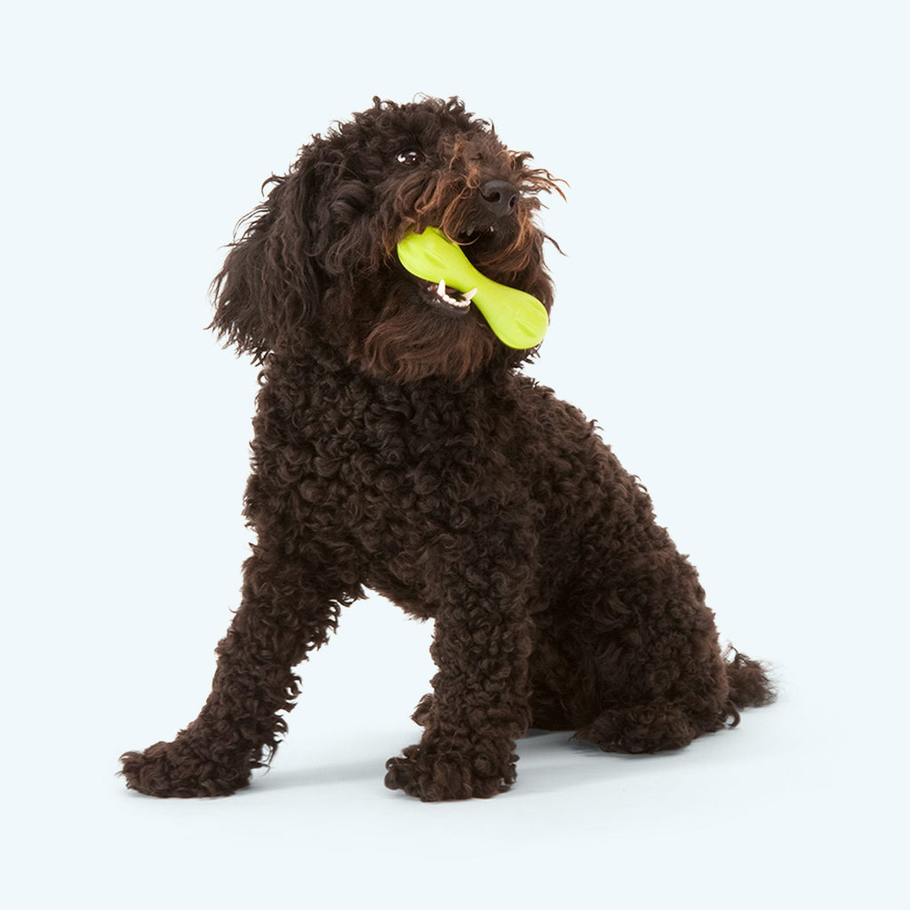 Hurley by West Paw
