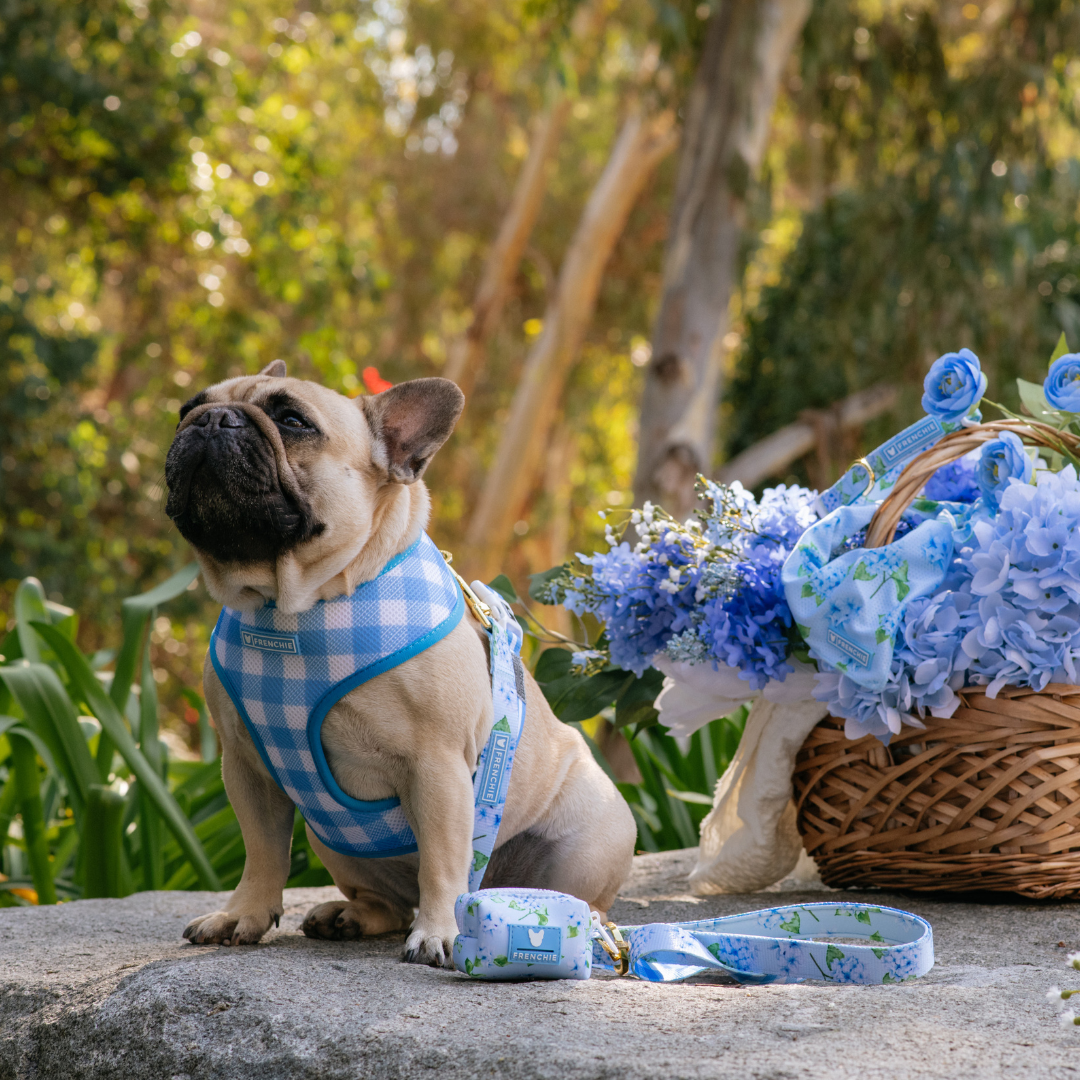 Frenchie Duo Reversible Harness - Hydrangea by Frenchie Bulldog