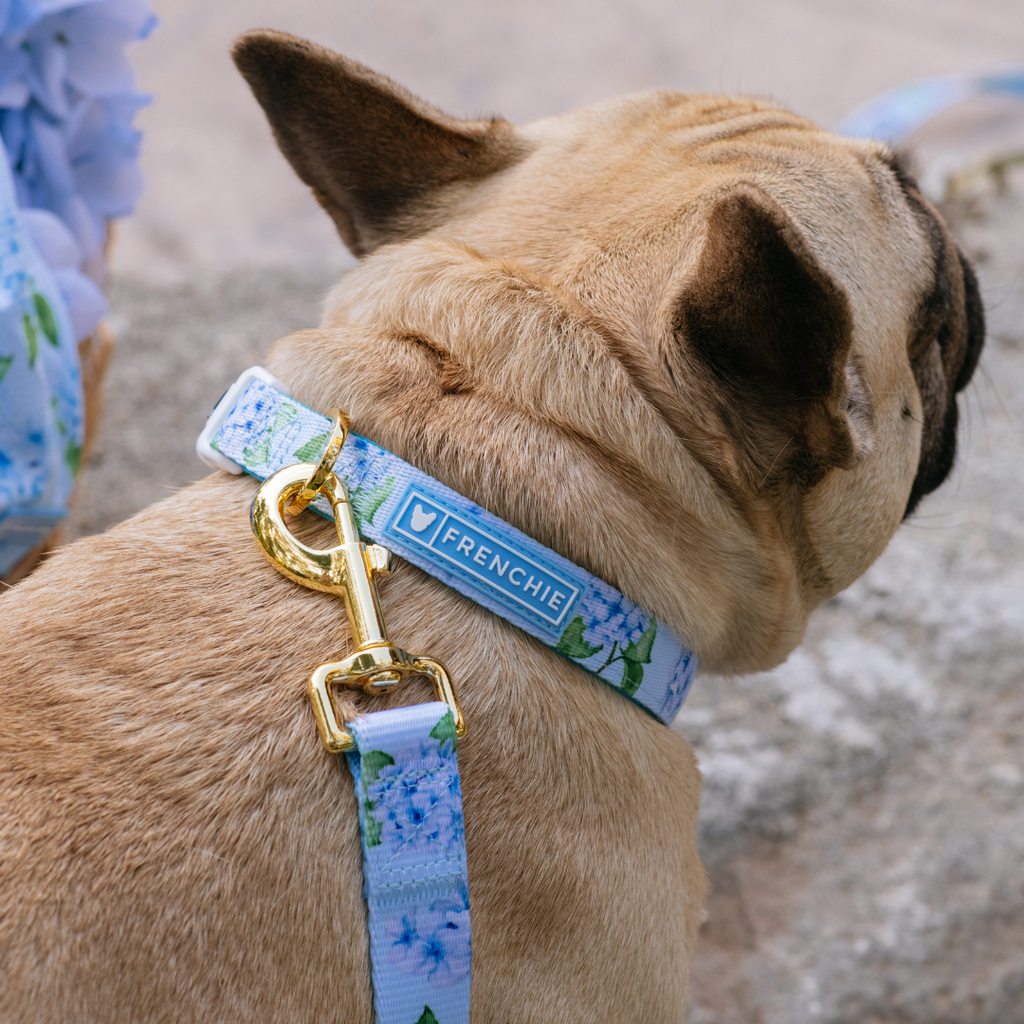 Frenchie Comfort Leash - Hydrangea by Frenchie Bulldog
