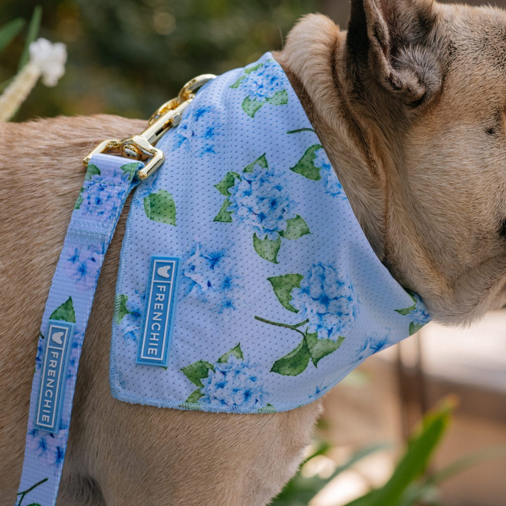 Frenchie Comfort Leash - Hydrangea by Frenchie Bulldog
