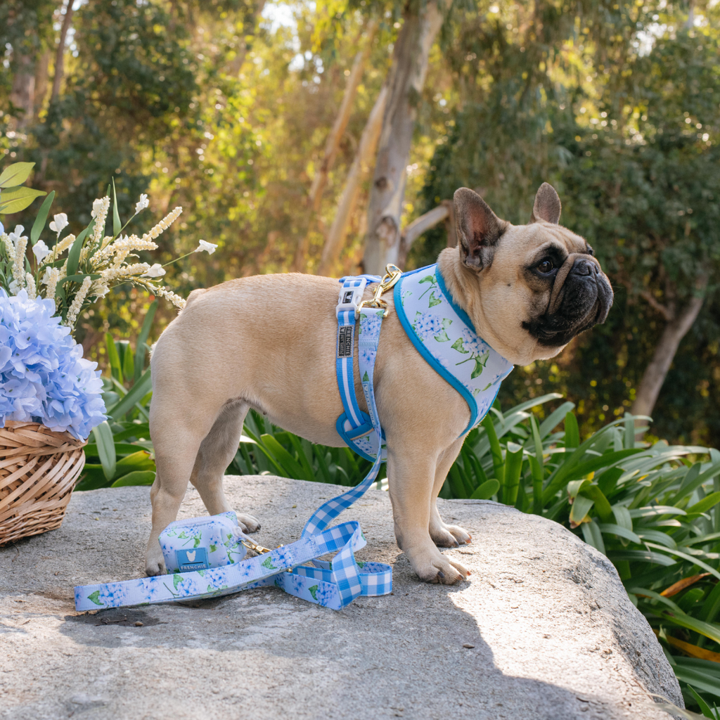 Frenchie Comfort Leash - Hydrangea by Frenchie Bulldog