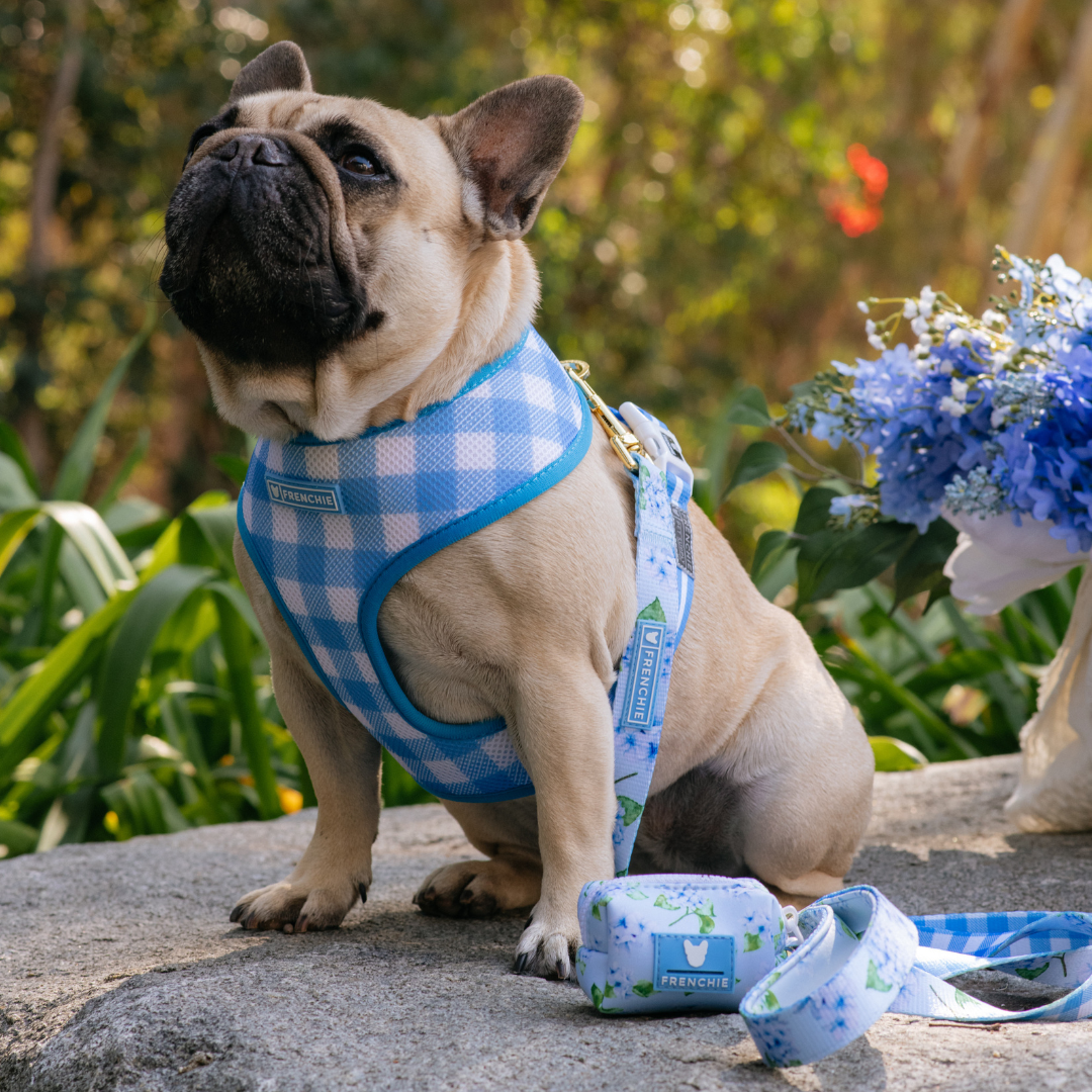 Frenchie Duo Reversible Harness - Hydrangea by Frenchie Bulldog