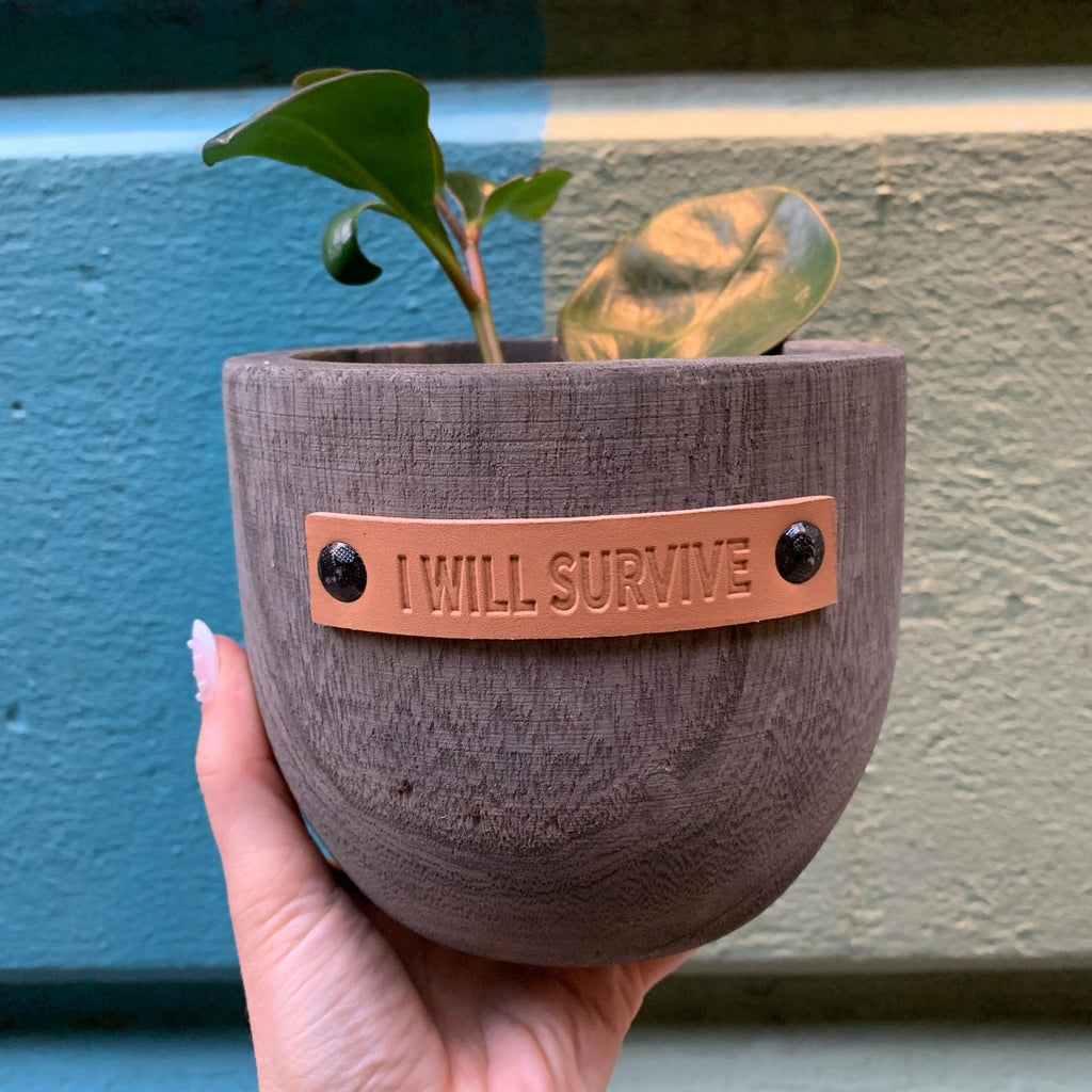 I Will Survive Paulownia Wood Planter | 5" Tall by The Bullish Store