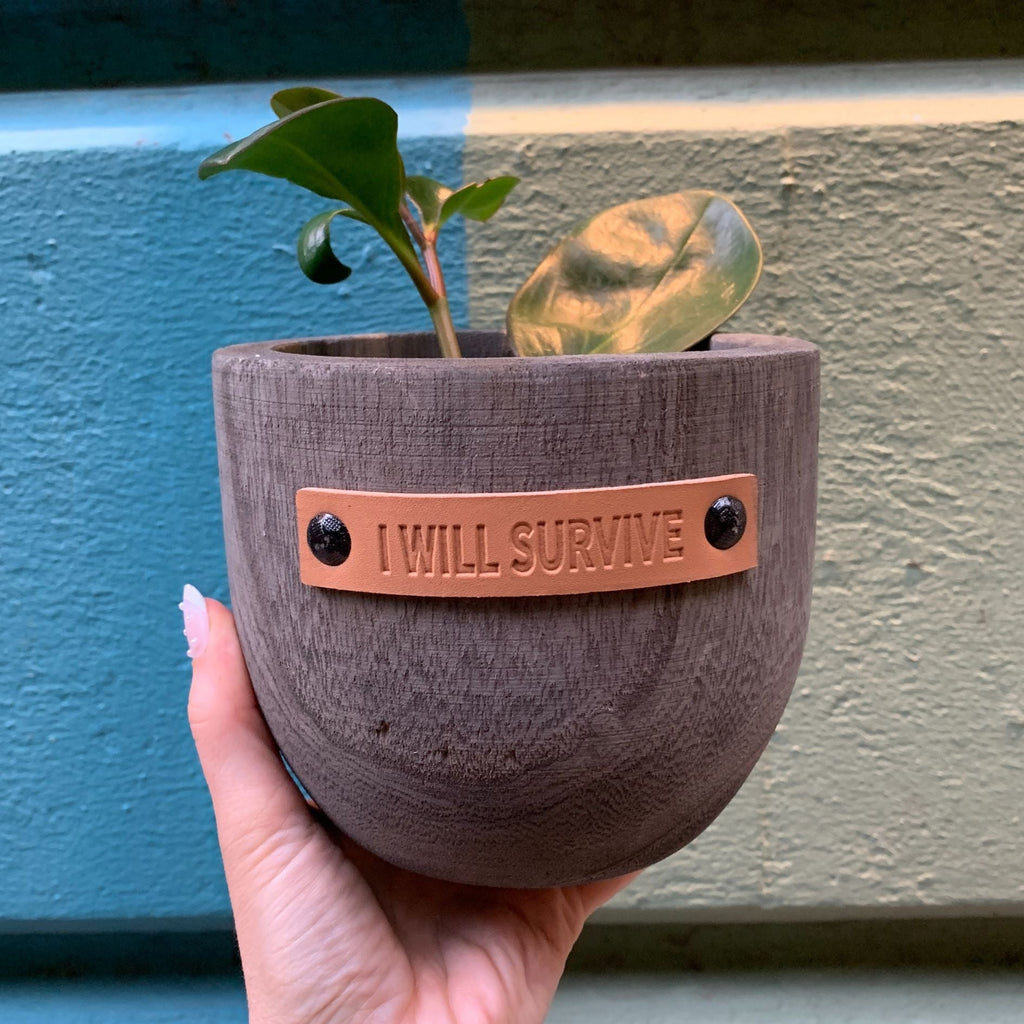 I Will Survive Paulownia Wood Planter | 5" Tall by The Bullish Store