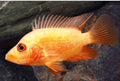 Red Devil cichlids SMALL/MEDIUM by Danaqua Live Fish & More