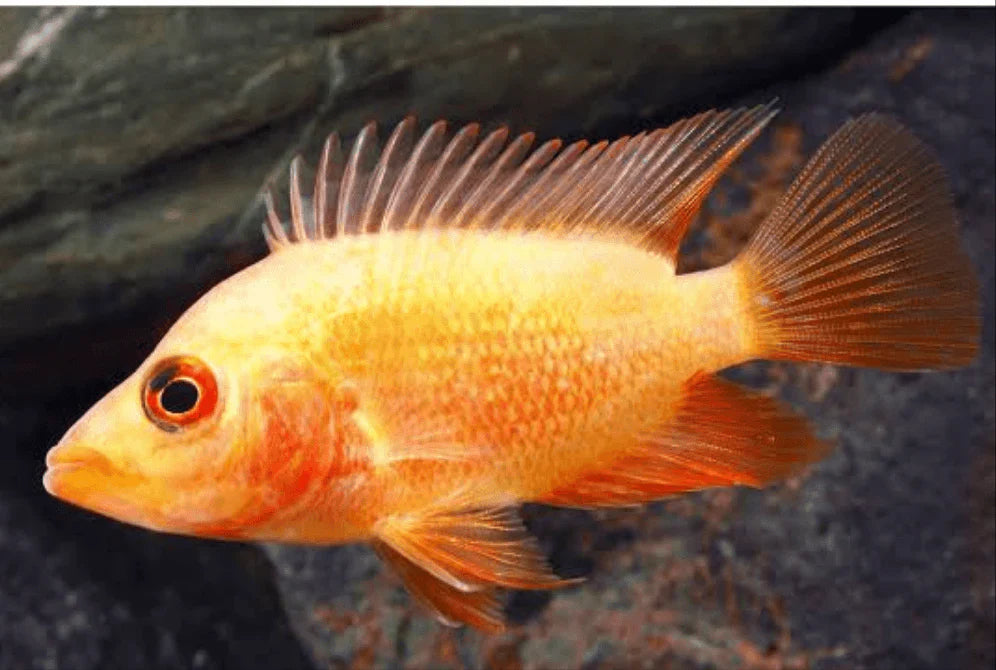 Red Devil cichlids SMALL/MEDIUM by Danaqua Live Fish & More