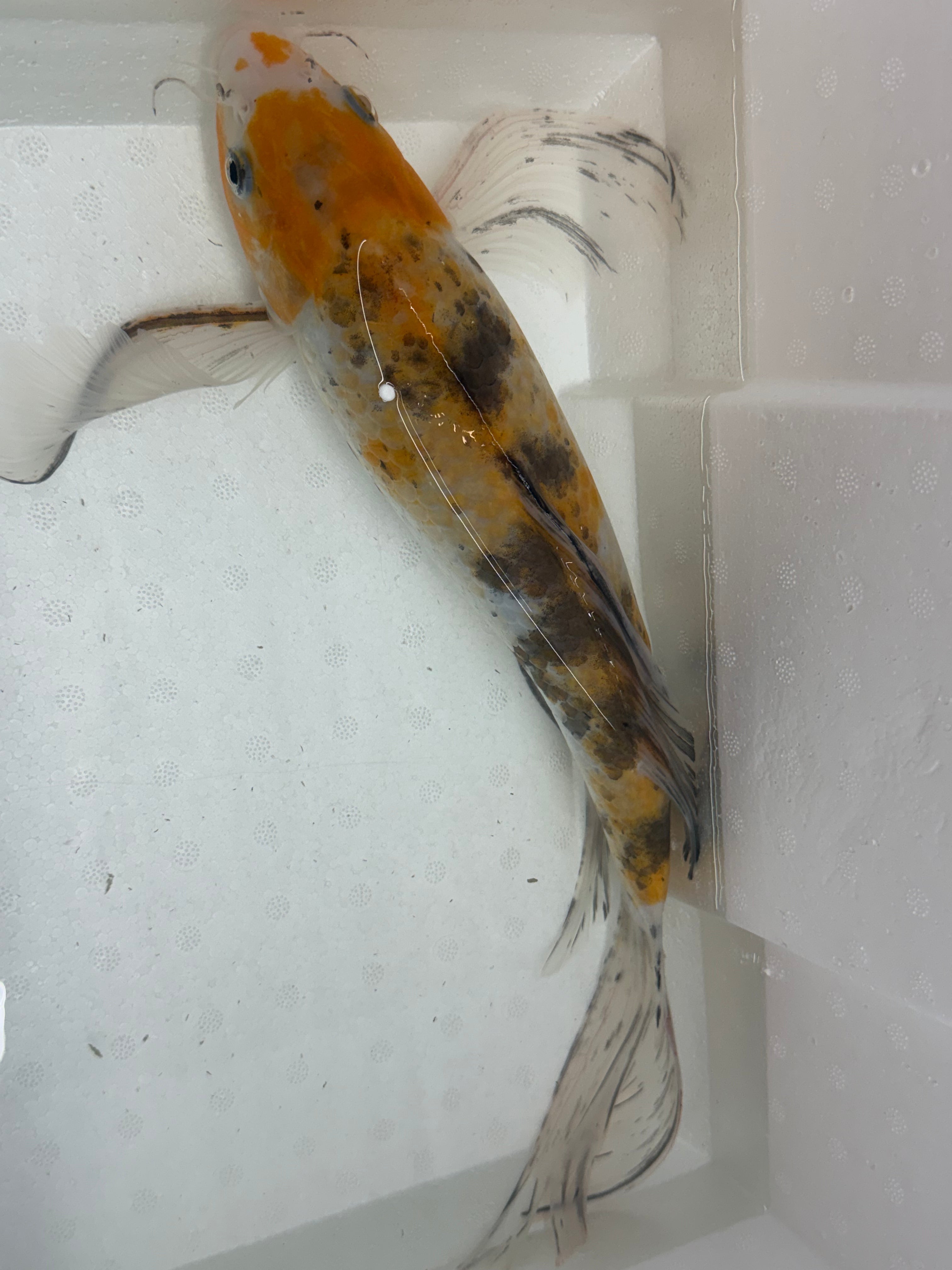 Butterfly koi by Danaqua Live Fish & More