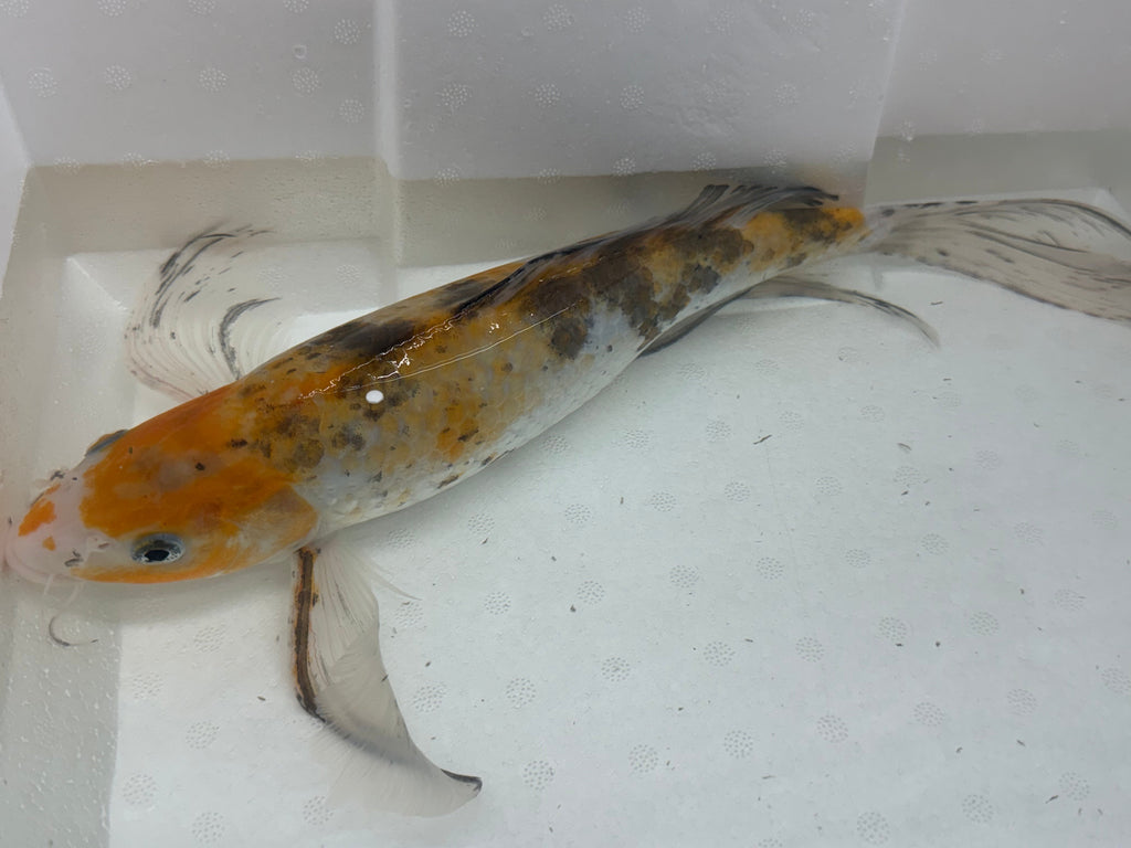 Butterfly koi by Danaqua Live Fish & More