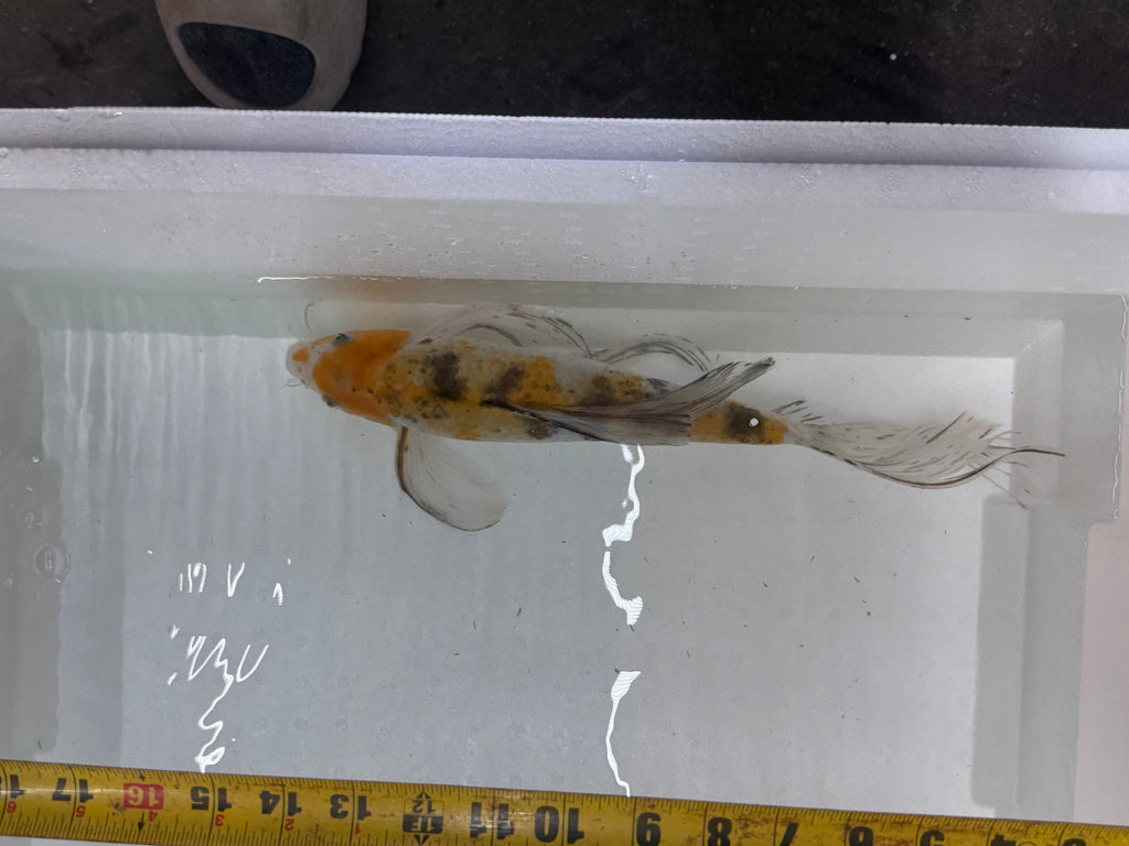 Butterfly koi by Danaqua Live Fish & More