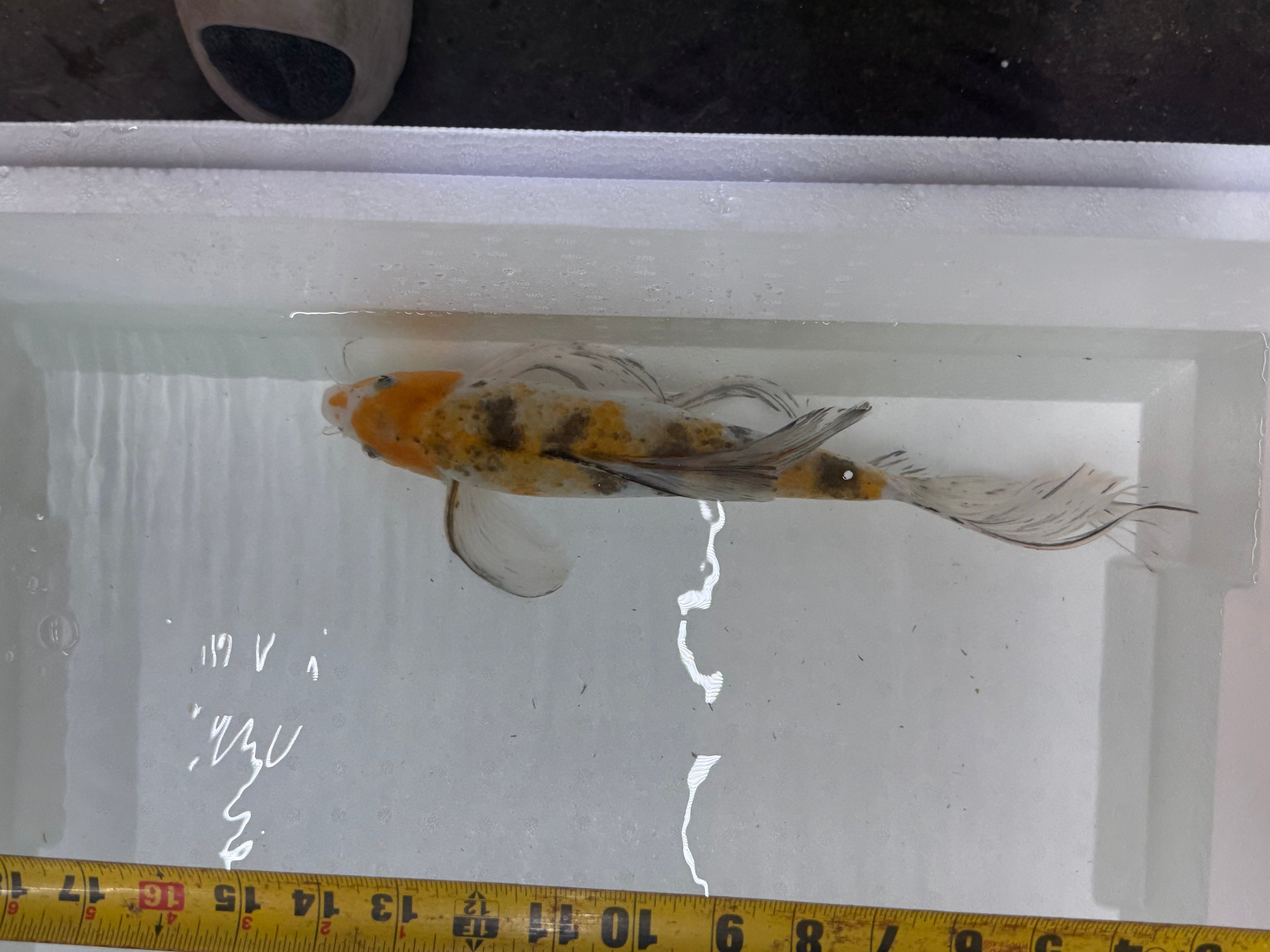 Butterfly koi by Danaqua Live Fish & More