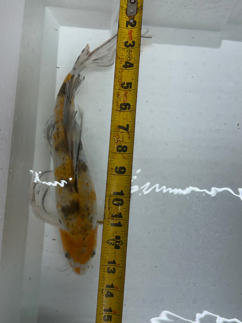 Butterfly koi by Danaqua Live Fish & More