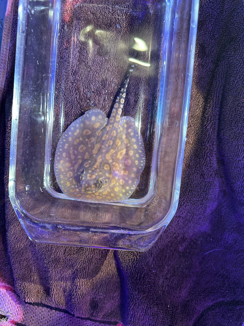 Black Diamong Hybrid Stringray 4"-6" by Danaqua Live Fish & More