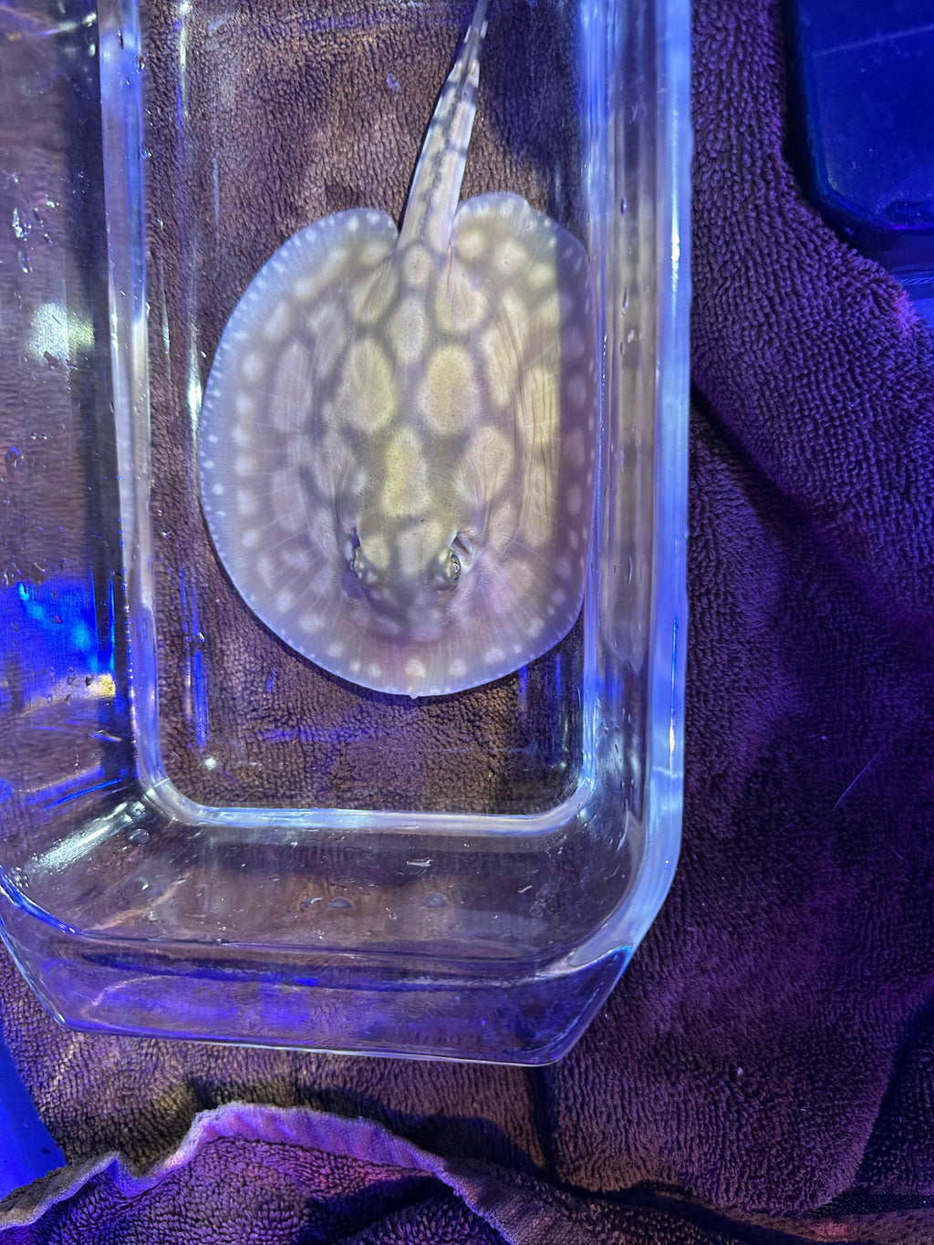 Black Diamong Hybrid Stringray 4"-6" by Danaqua Live Fish & More