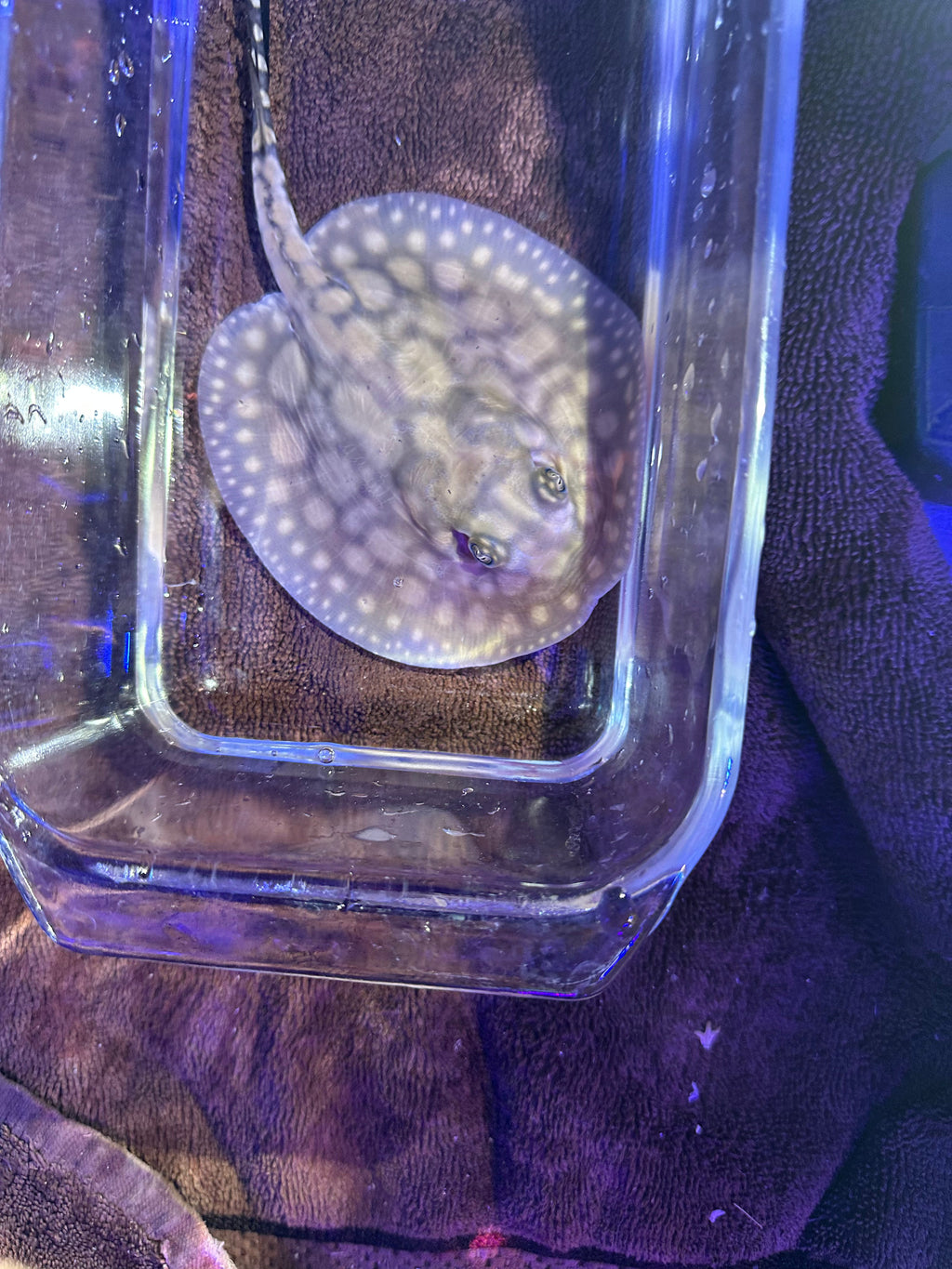 Black Diamong Hybrid Stringray 4"-6" by Danaqua Live Fish & More