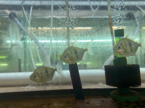 Black Bar Silver Dollar (Myleus schomburgkii) 3" by Danaqua Live Fish & More