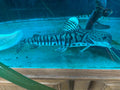Dolphin Head Tiger ShovelNose Catfish 16" by Danaqua Live Fish & More