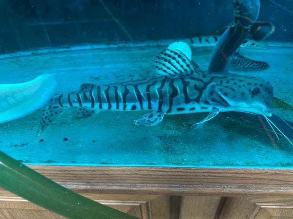 Dolphin Head Tiger ShovelNose Catfish 16" by Danaqua Live Fish & More