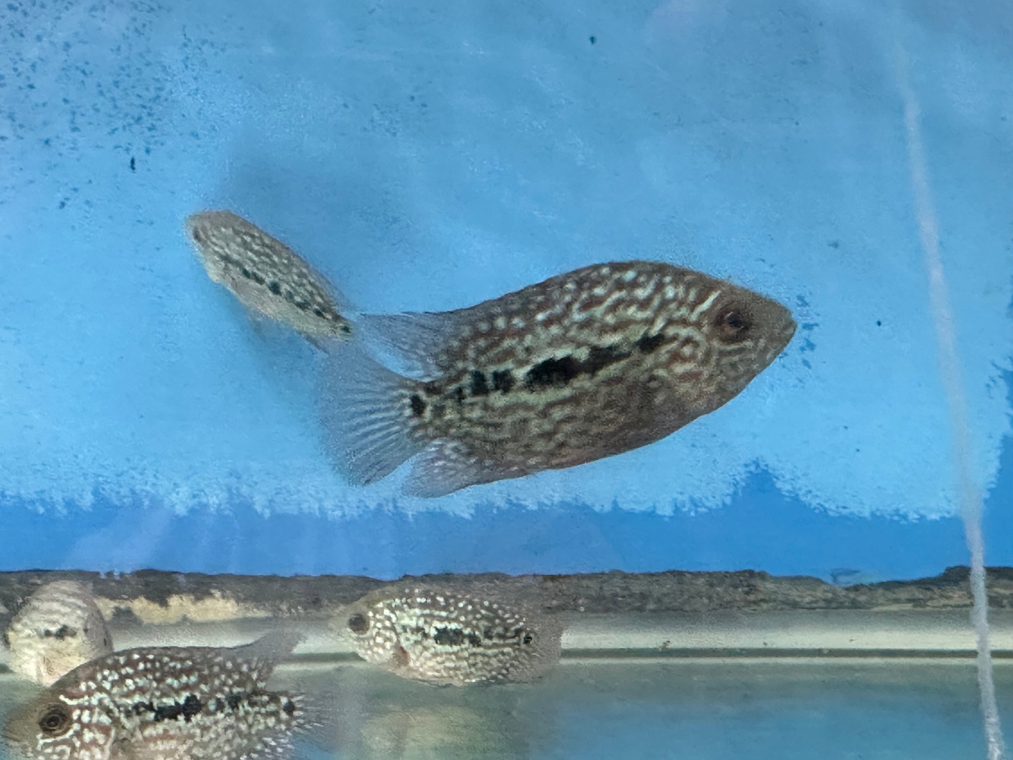 RED TEXAS CICHLID (HERICHTHYS CYANOGUTTATUS SP) by Danaqua Live Fish & More