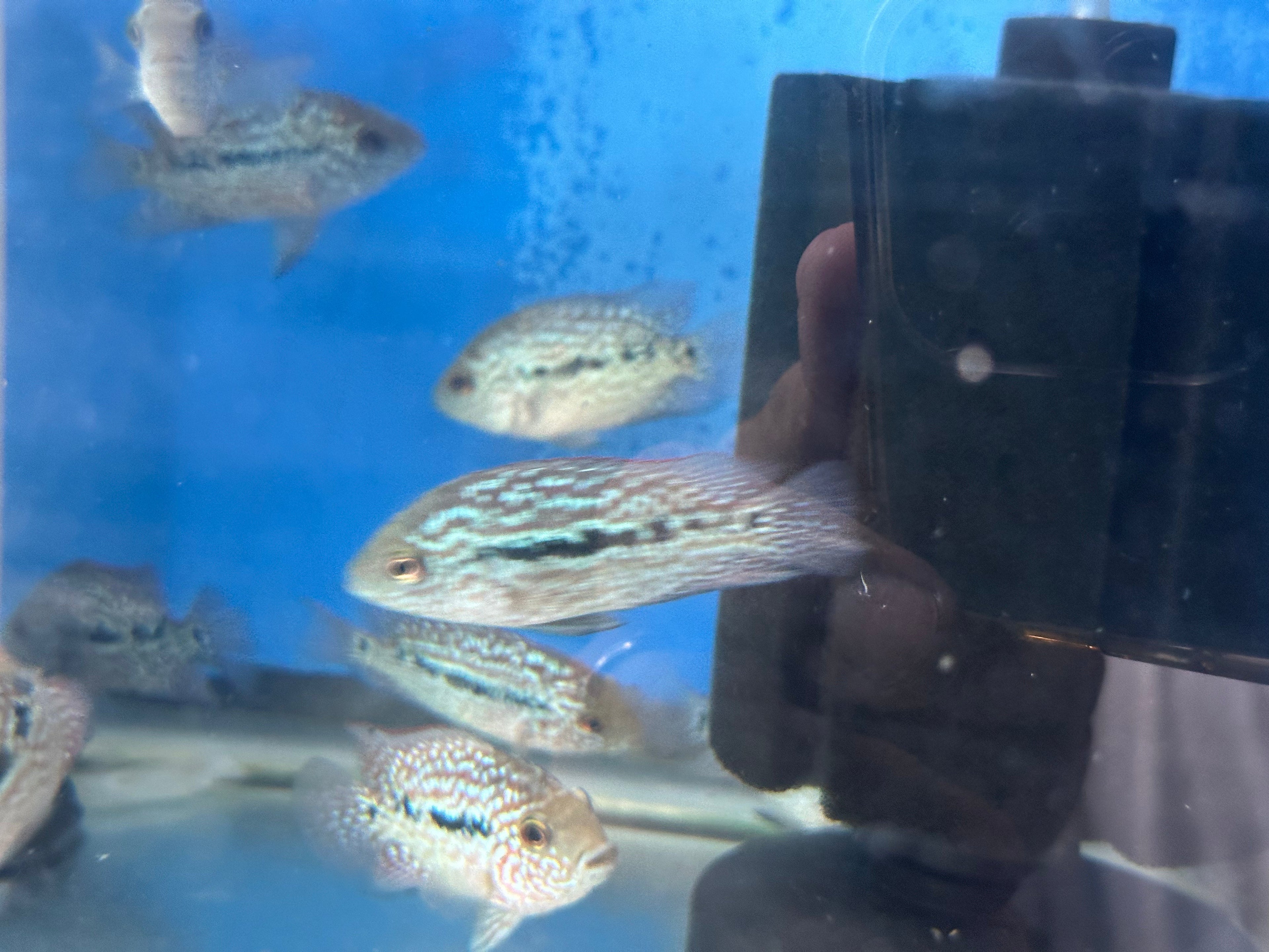 RED TEXAS CICHLID (HERICHTHYS CYANOGUTTATUS SP) by Danaqua Live Fish & More