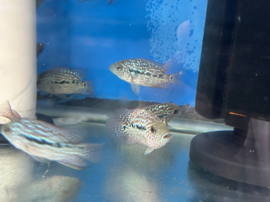 RED TEXAS CICHLID (HERICHTHYS CYANOGUTTATUS SP) by Danaqua Live Fish & More