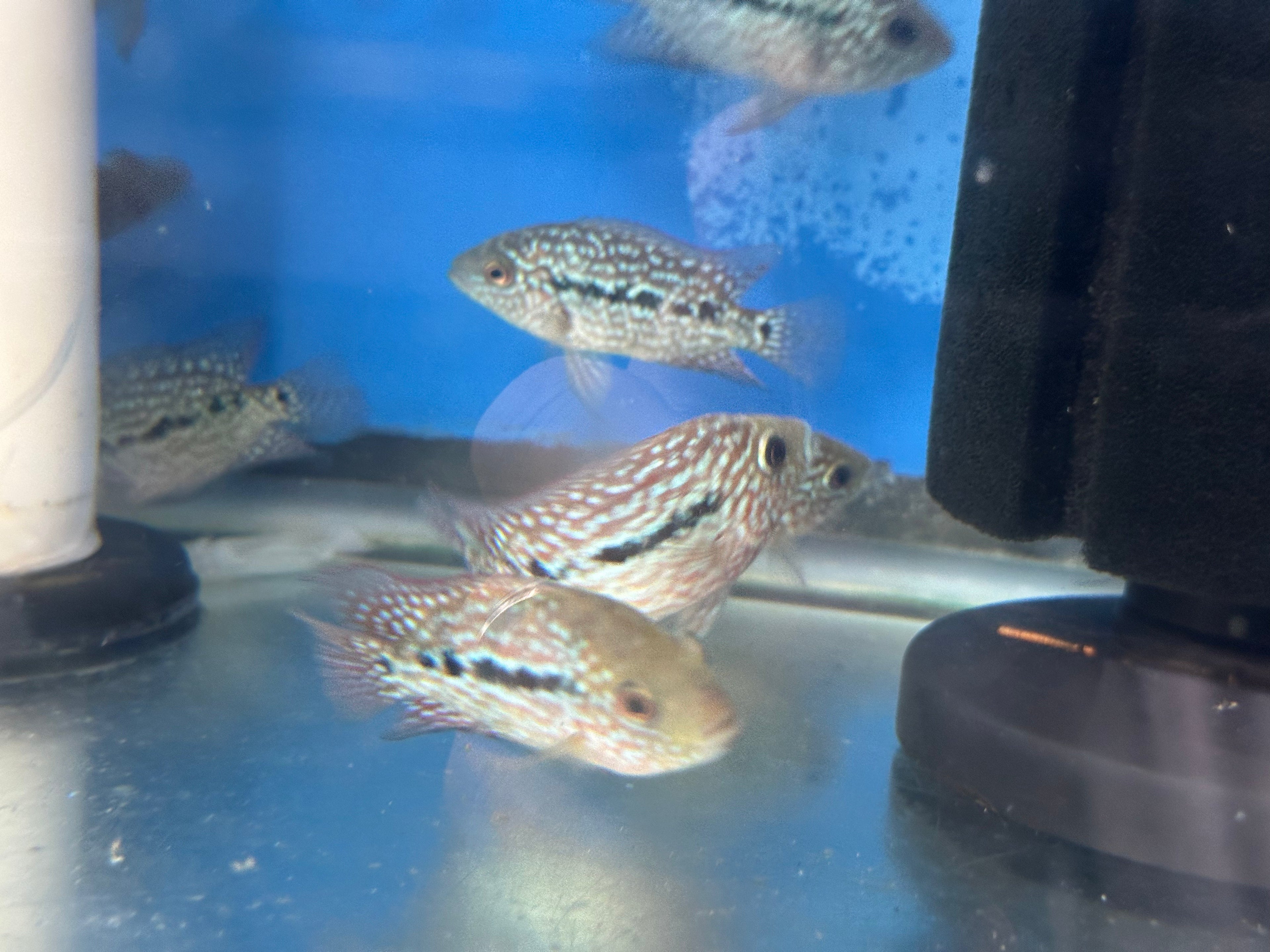 RED TEXAS CICHLID (HERICHTHYS CYANOGUTTATUS SP) by Danaqua Live Fish & More