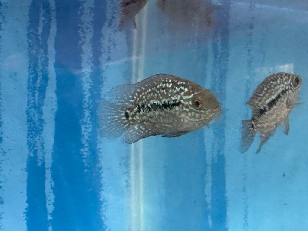 RED TEXAS CICHLID (HERICHTHYS CYANOGUTTATUS SP) by Danaqua Live Fish & More