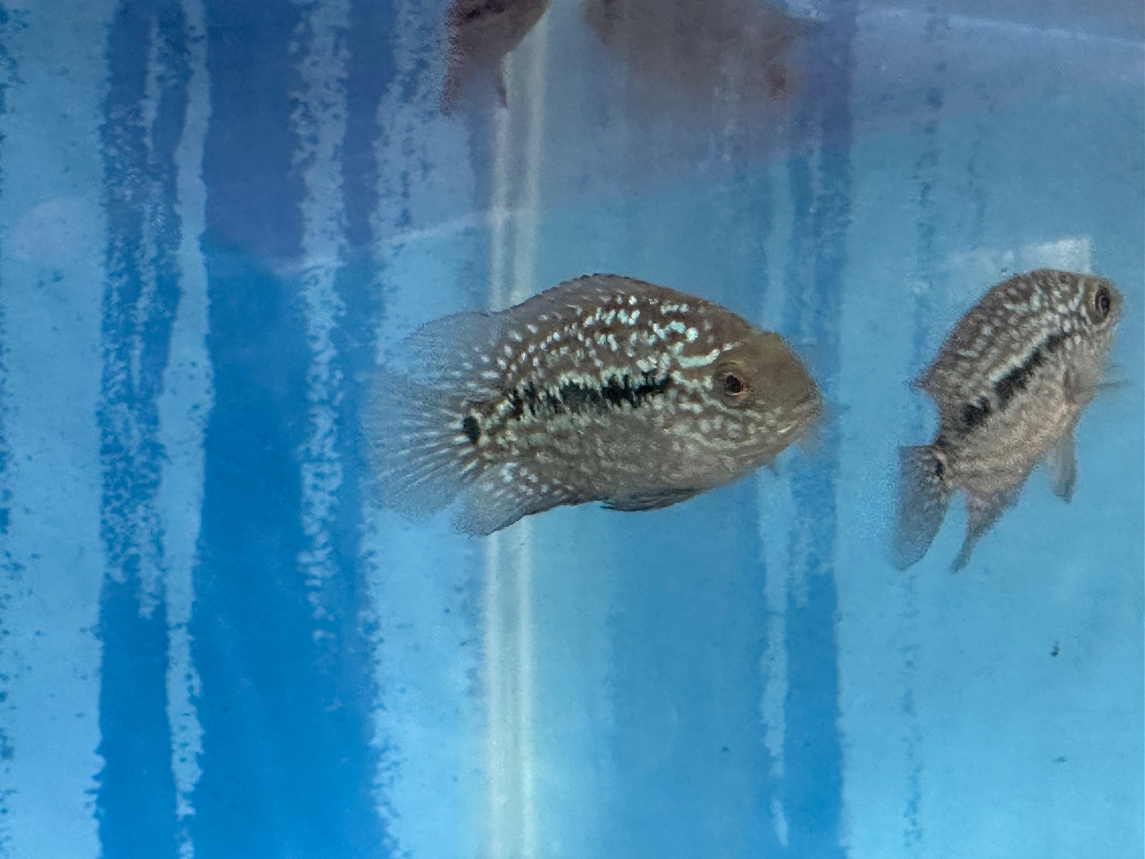 RED TEXAS CICHLID (HERICHTHYS CYANOGUTTATUS SP) by Danaqua Live Fish & More