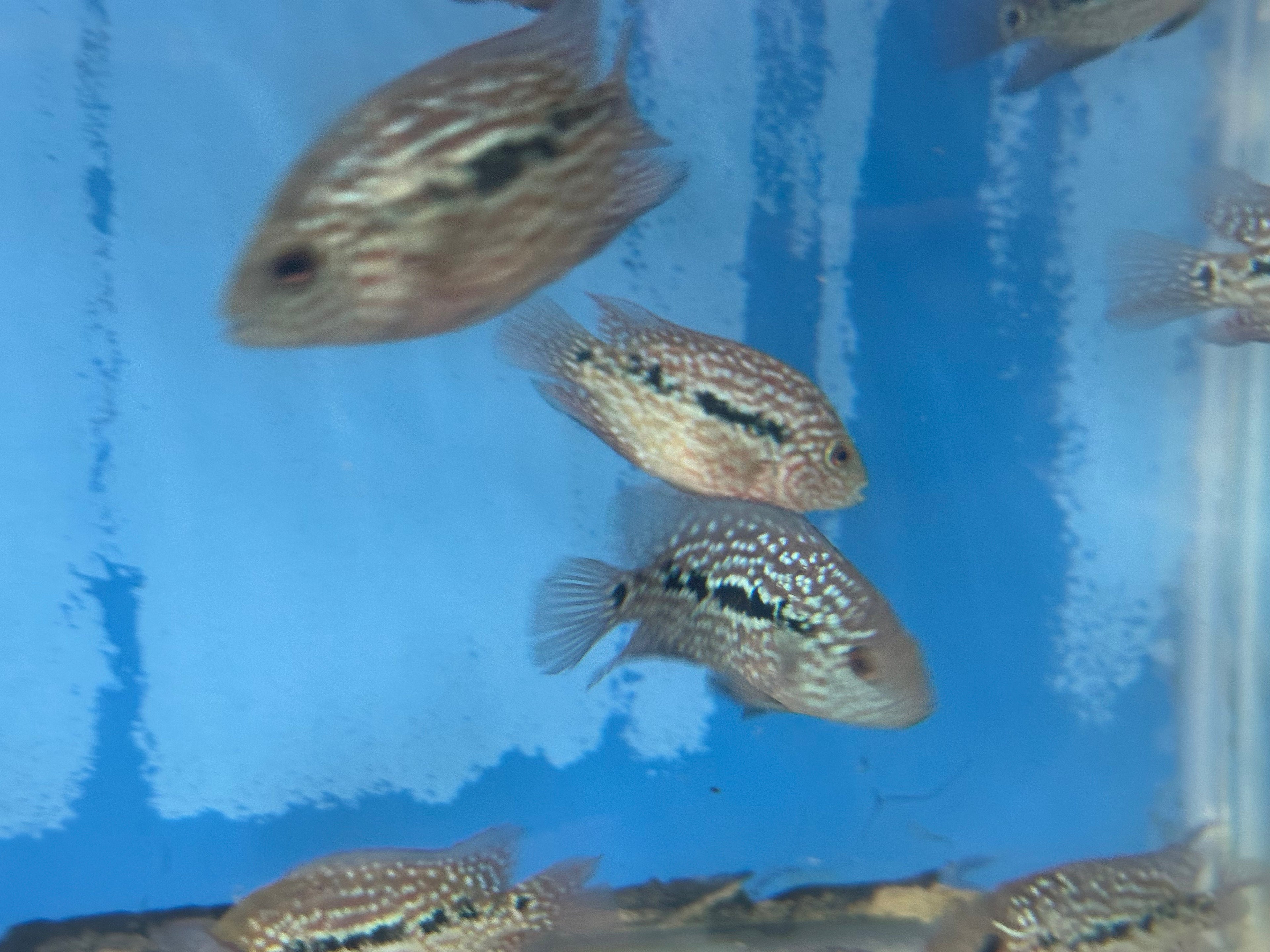RED TEXAS CICHLID (HERICHTHYS CYANOGUTTATUS SP) by Danaqua Live Fish & More