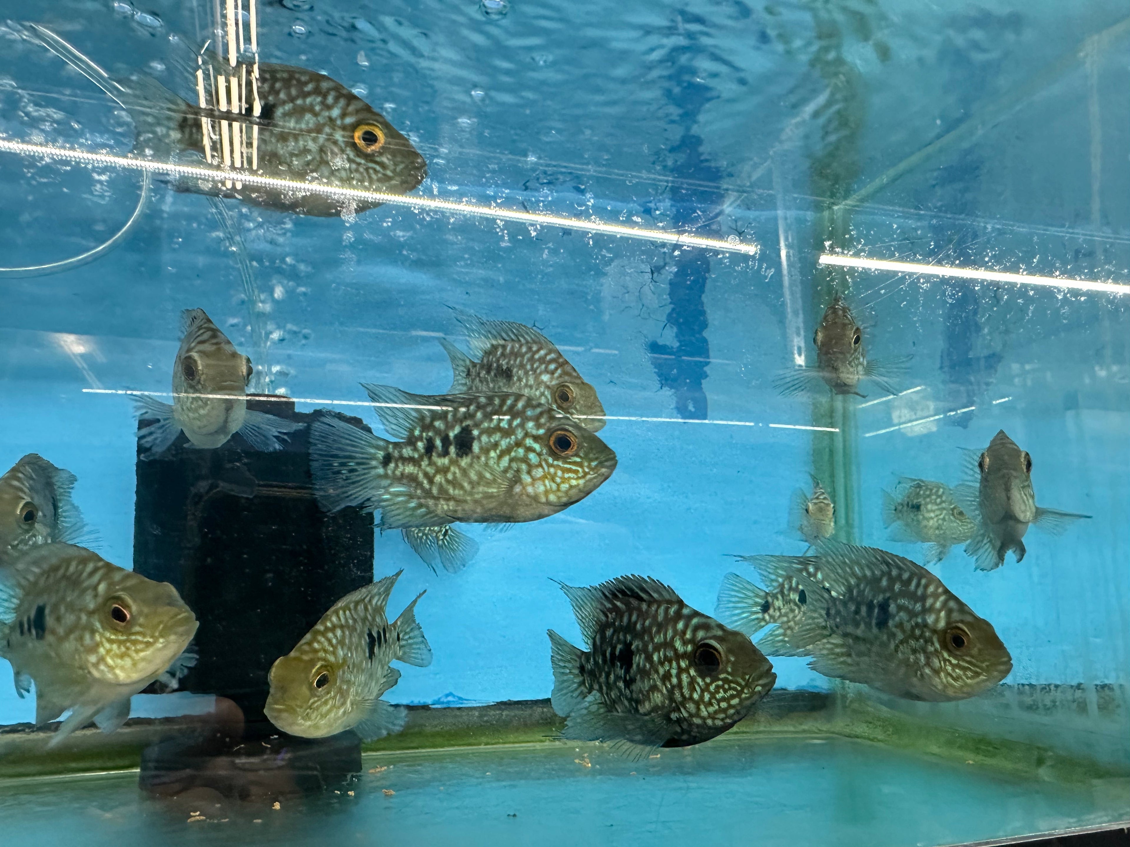 Balloon body carpintis Texas cichlid by Danaqua Live Fish & More