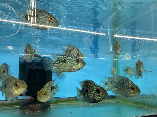 Balloon body carpintis Texas cichlid by Danaqua Live Fish & More