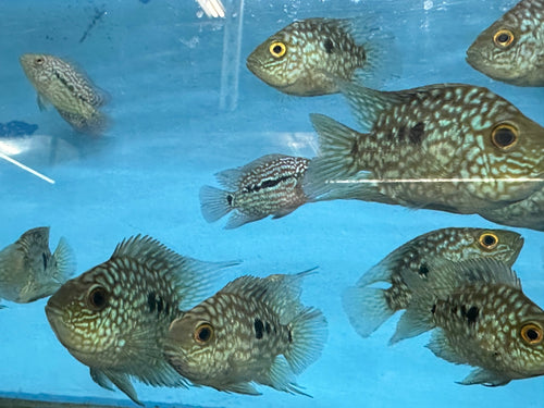 Balloon body carpintis Texas cichlid by Danaqua Live Fish & More