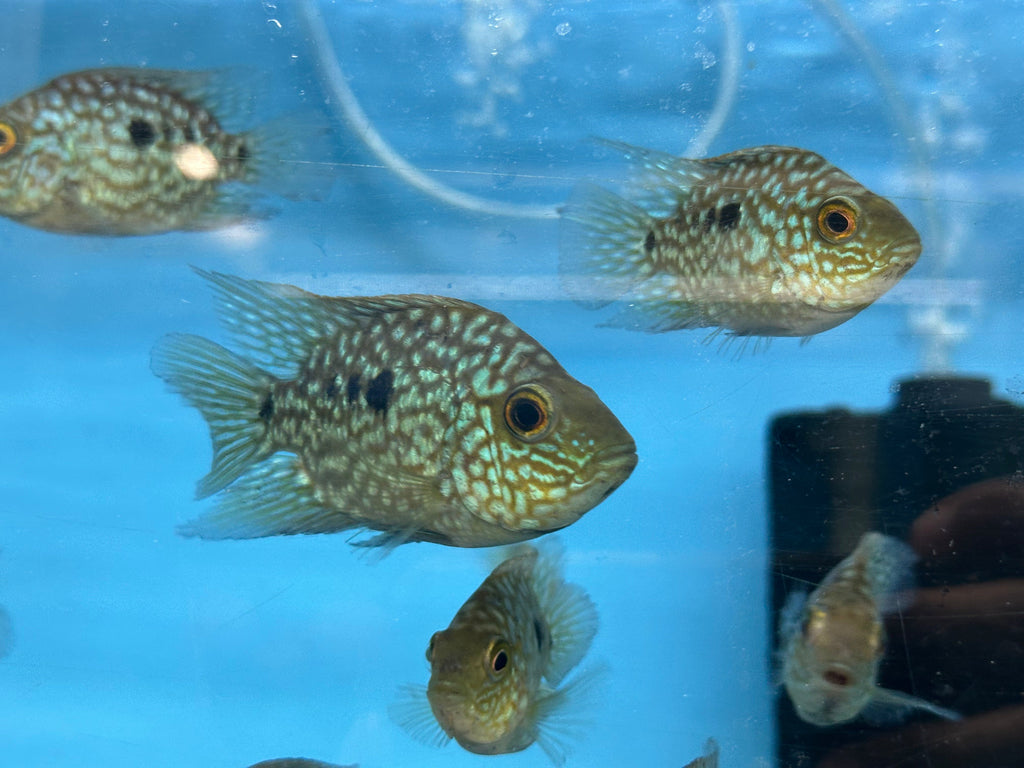 Balloon body carpintis Texas cichlid by Danaqua Live Fish & More