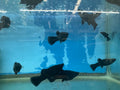 Yucatan Molly by Danaqua Live Fish & More