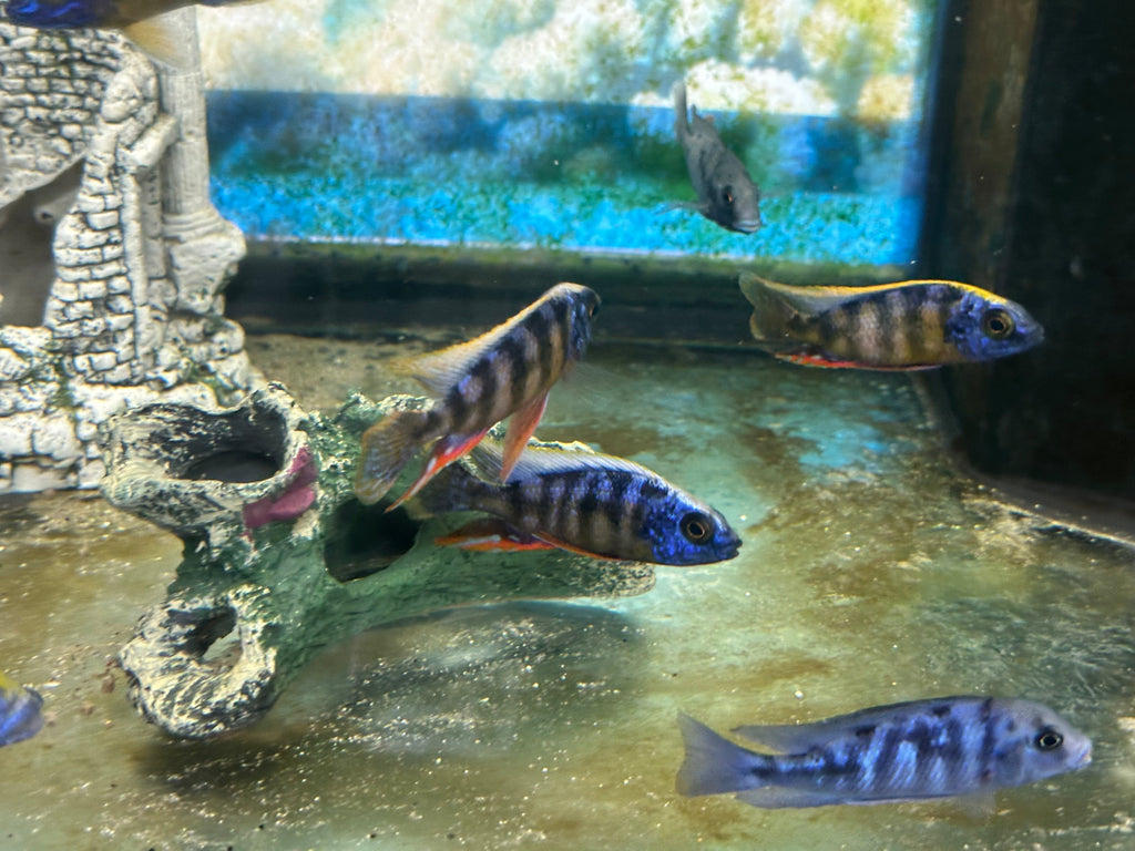 Taiwan Reef Cichlid (Protomelas sp. "Steveni Taiwan") by Danaqua Live Fish & More