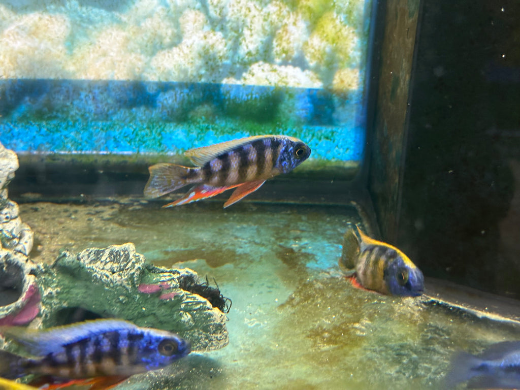 Taiwan Reef Cichlid (Protomelas sp. "Steveni Taiwan") by Danaqua Live Fish & More