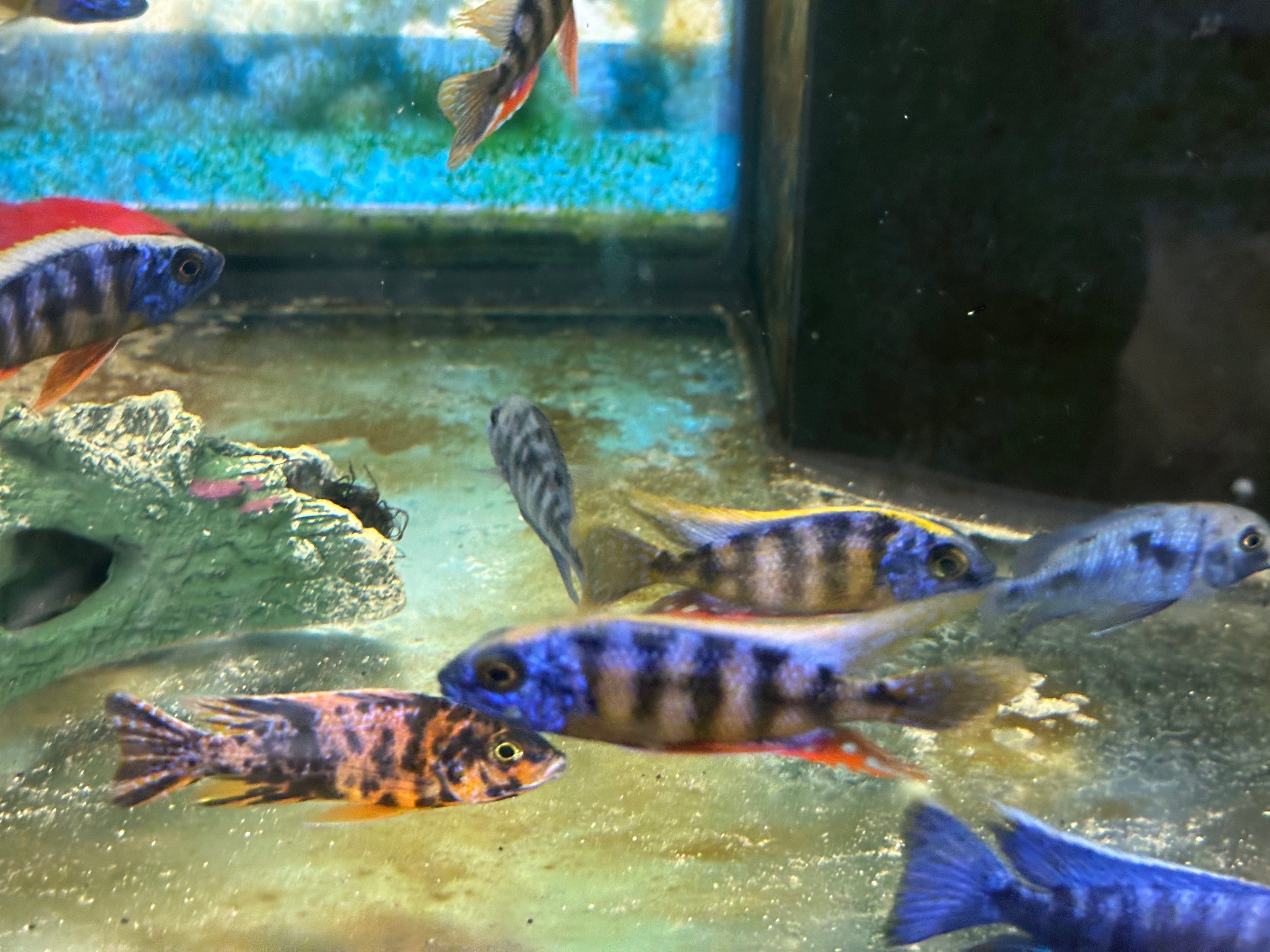 Taiwan Reef Cichlid (Protomelas sp. "Steveni Taiwan") by Danaqua Live Fish & More