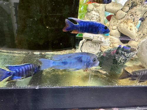 Blue Dolphin Hap Cichlid (Cyrtocara moorii) by Danaqua Live Fish & More
