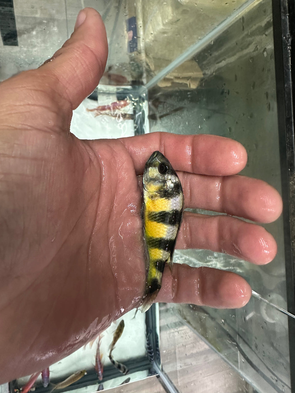 Obliquidens cichlid by Danaqua Live Fish & More