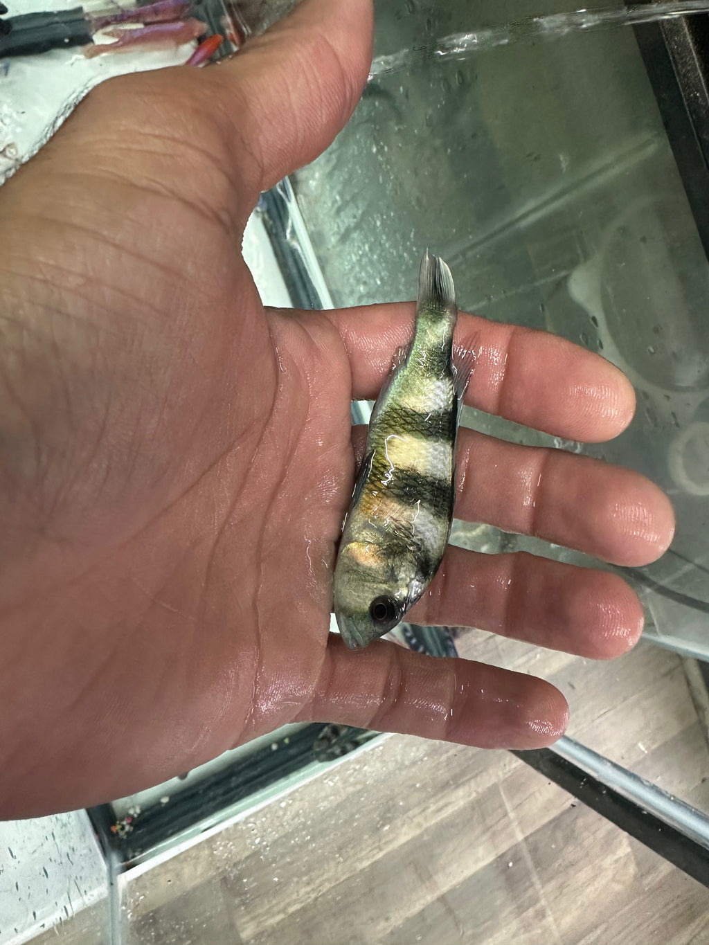 Obliquidens cichlid by Danaqua Live Fish & More