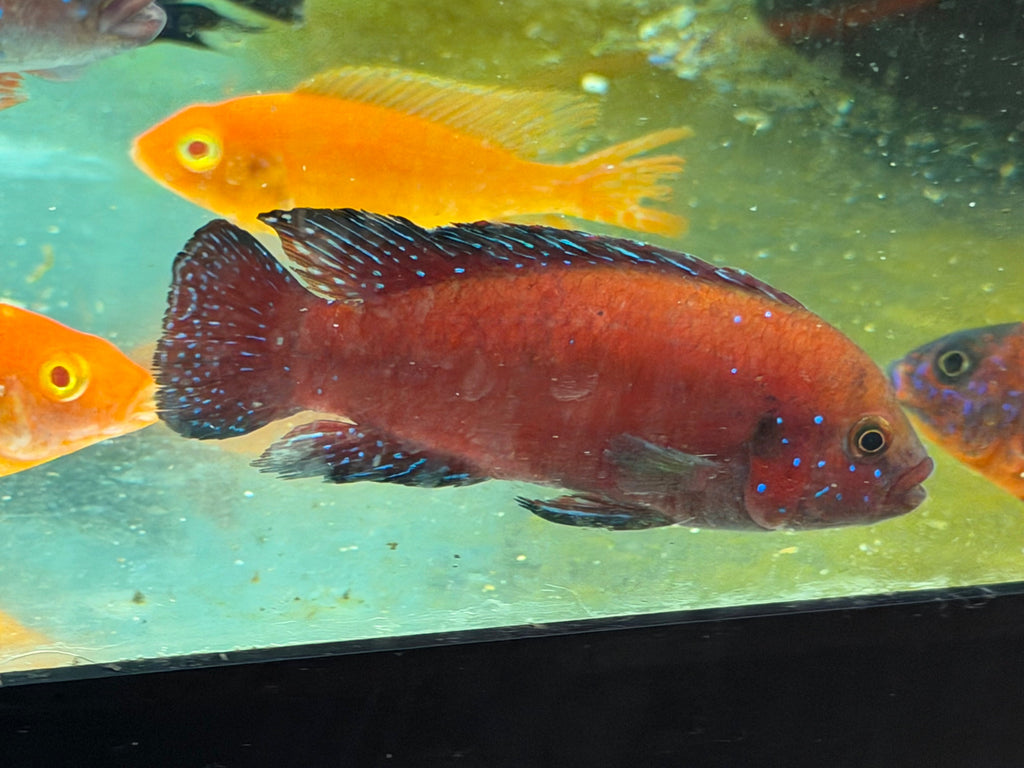 Turkana Jewel Cichlid (Rubricatochromis exsul) by Danaqua Live Fish & More