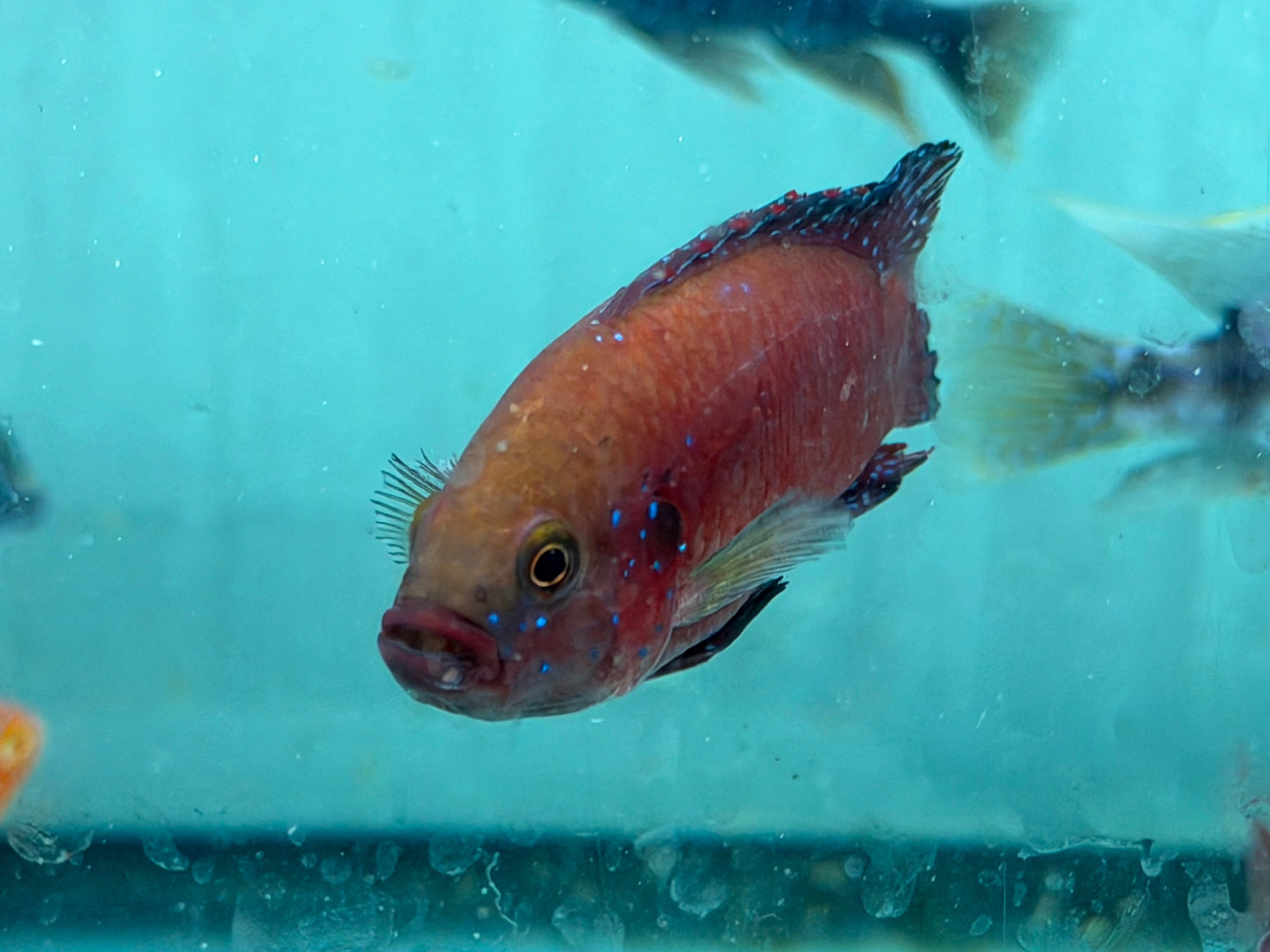 Turkana Jewel Cichlid (Rubricatochromis exsul) by Danaqua Live Fish & More