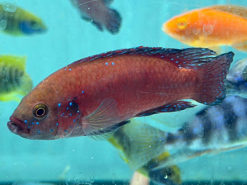 Turkana Jewel Cichlid (Rubricatochromis exsul) by Danaqua Live Fish & More