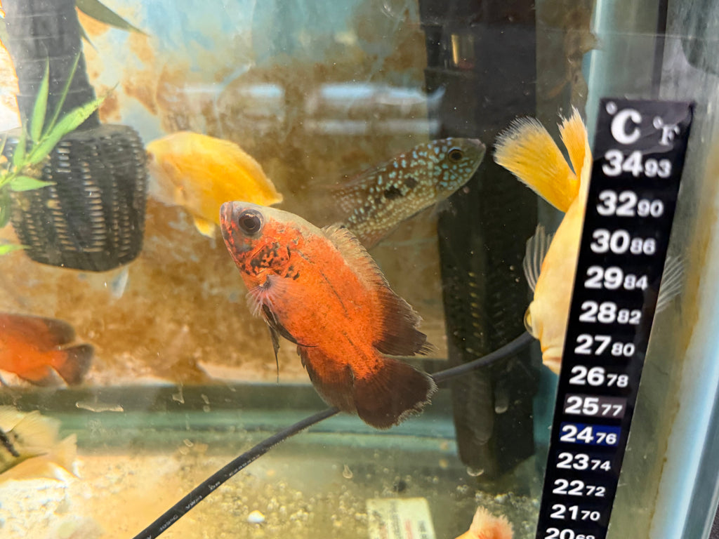 Red Copper Oscar by Danaqua Live Fish & More