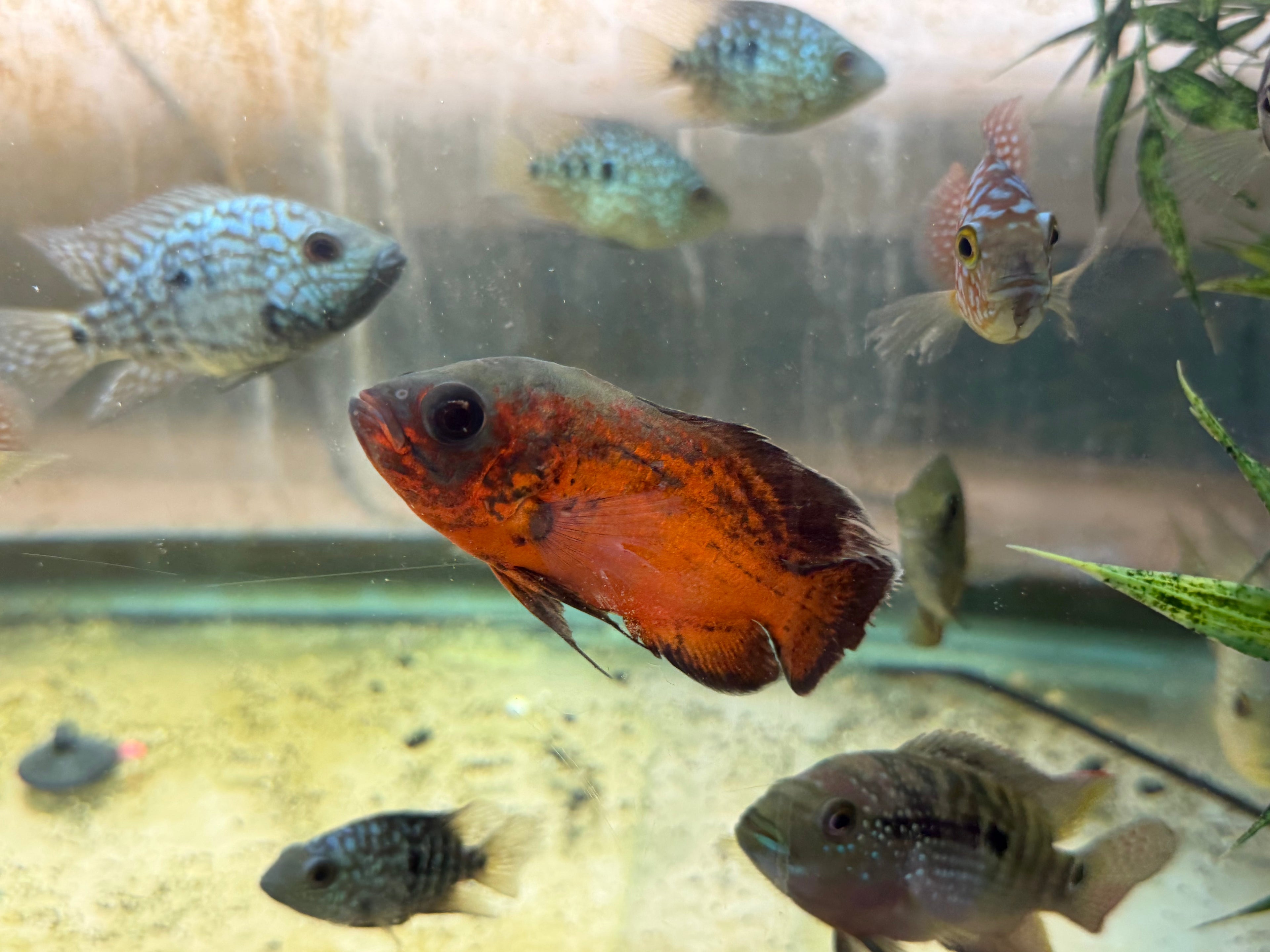 Red Copper Oscar by Danaqua Live Fish & More