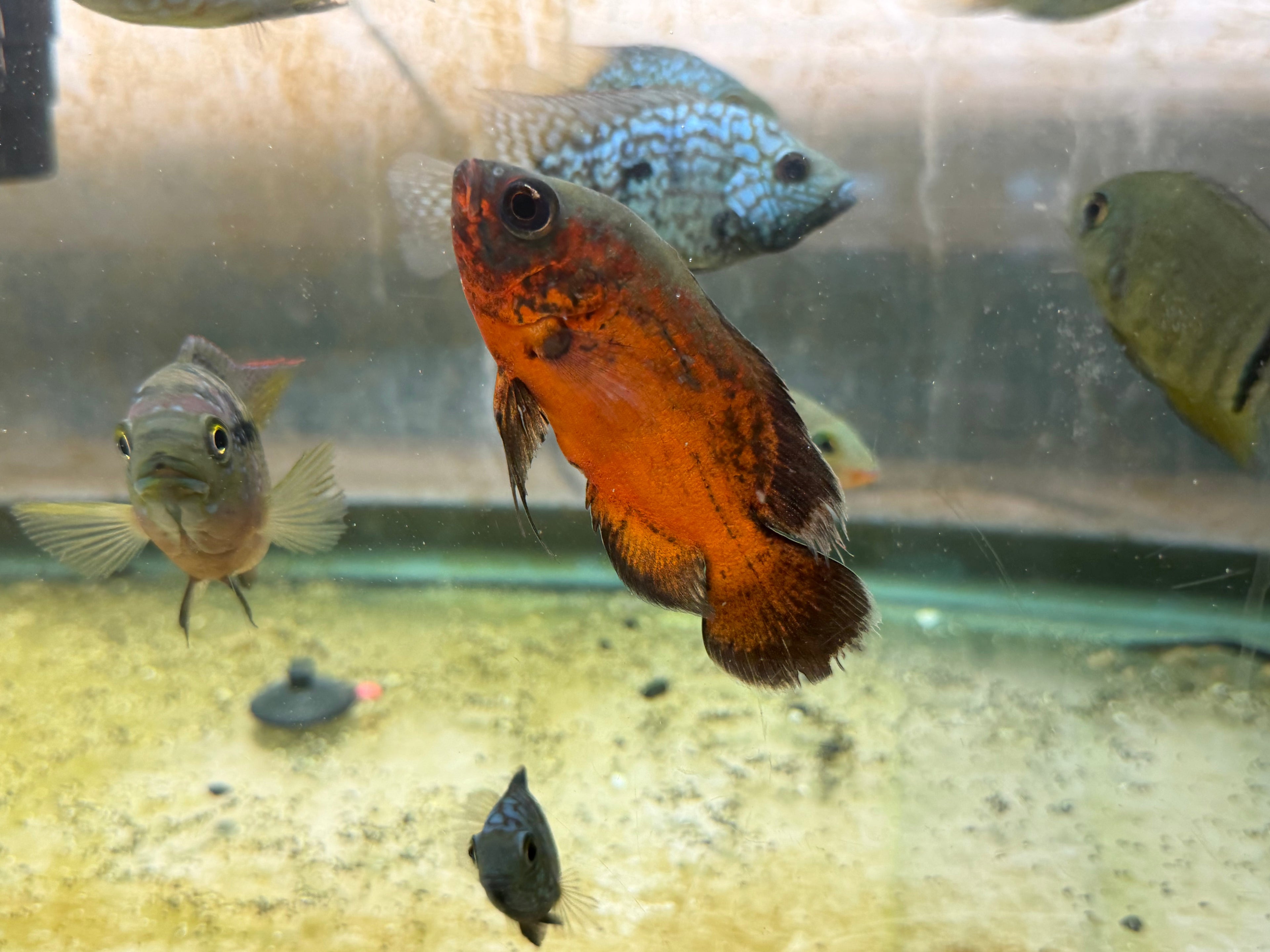 Red Copper Oscar by Danaqua Live Fish & More