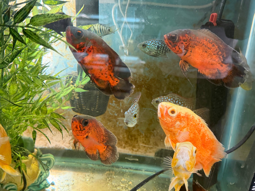 Red Copper Oscar by Danaqua Live Fish & More
