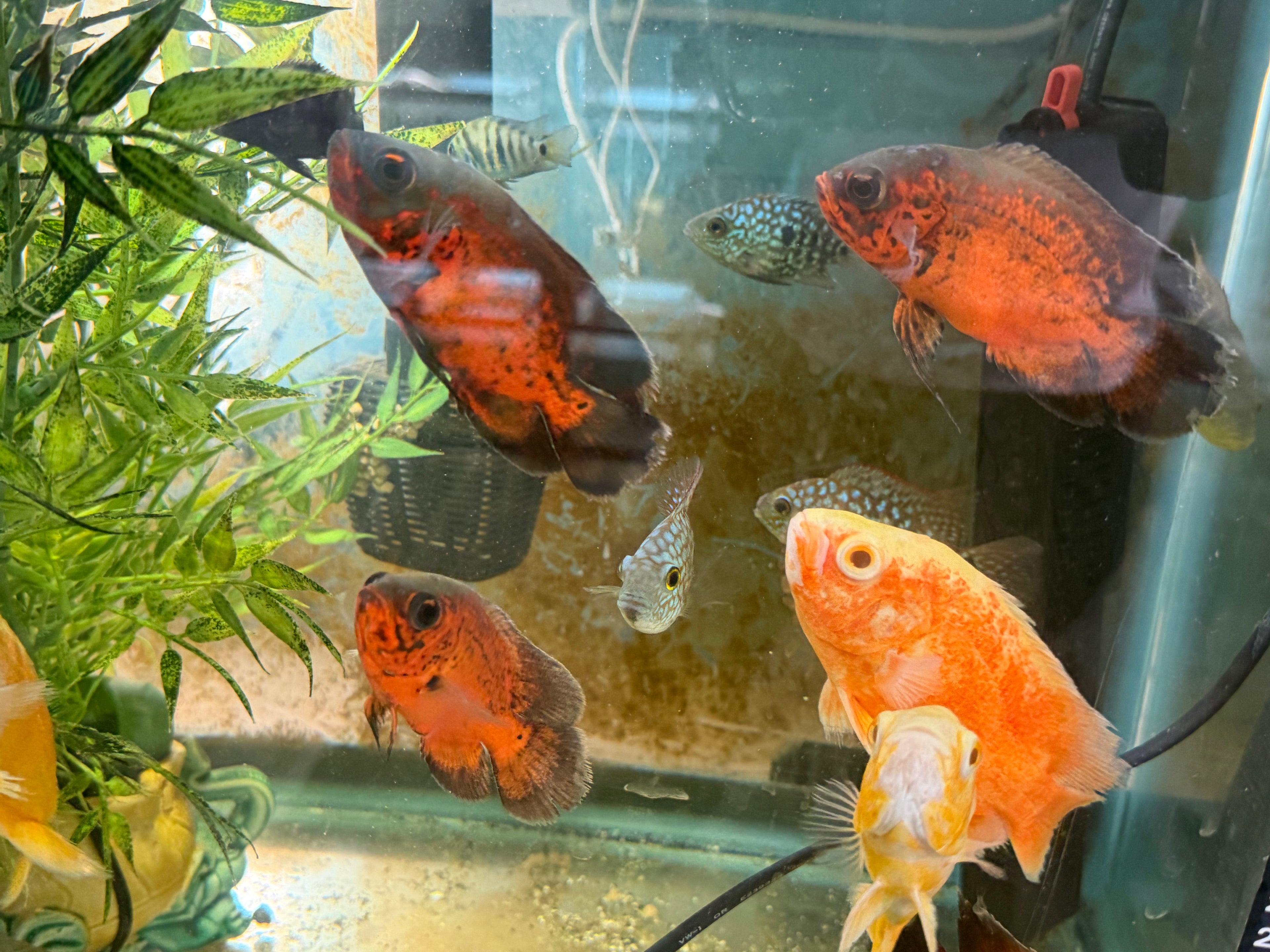 Red Copper Oscar by Danaqua Live Fish & More