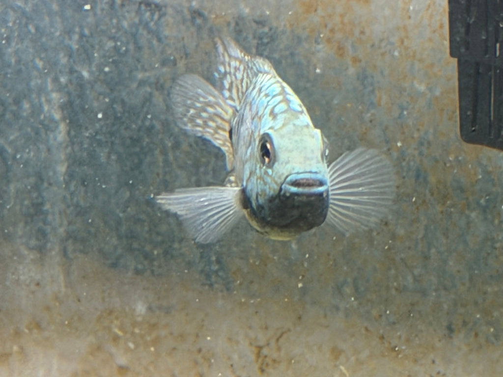 Carpintis Cichlid (Herichthys carpintis) by Danaqua Live Fish & More