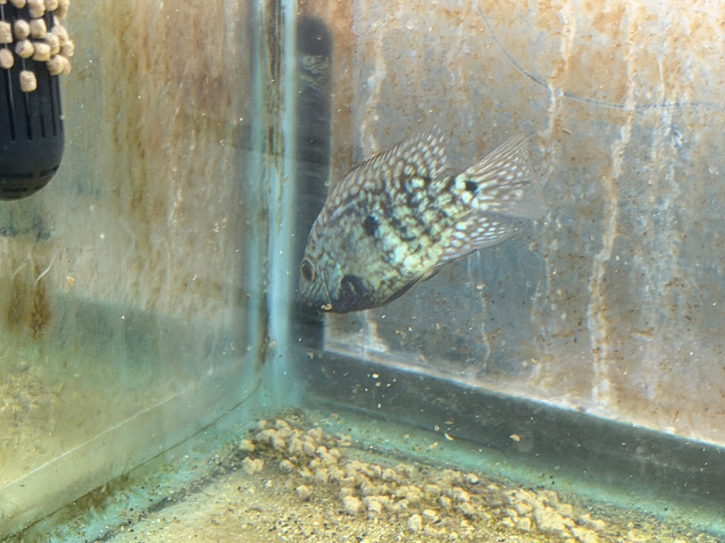Carpintis Cichlid (Herichthys carpintis) by Danaqua Live Fish & More