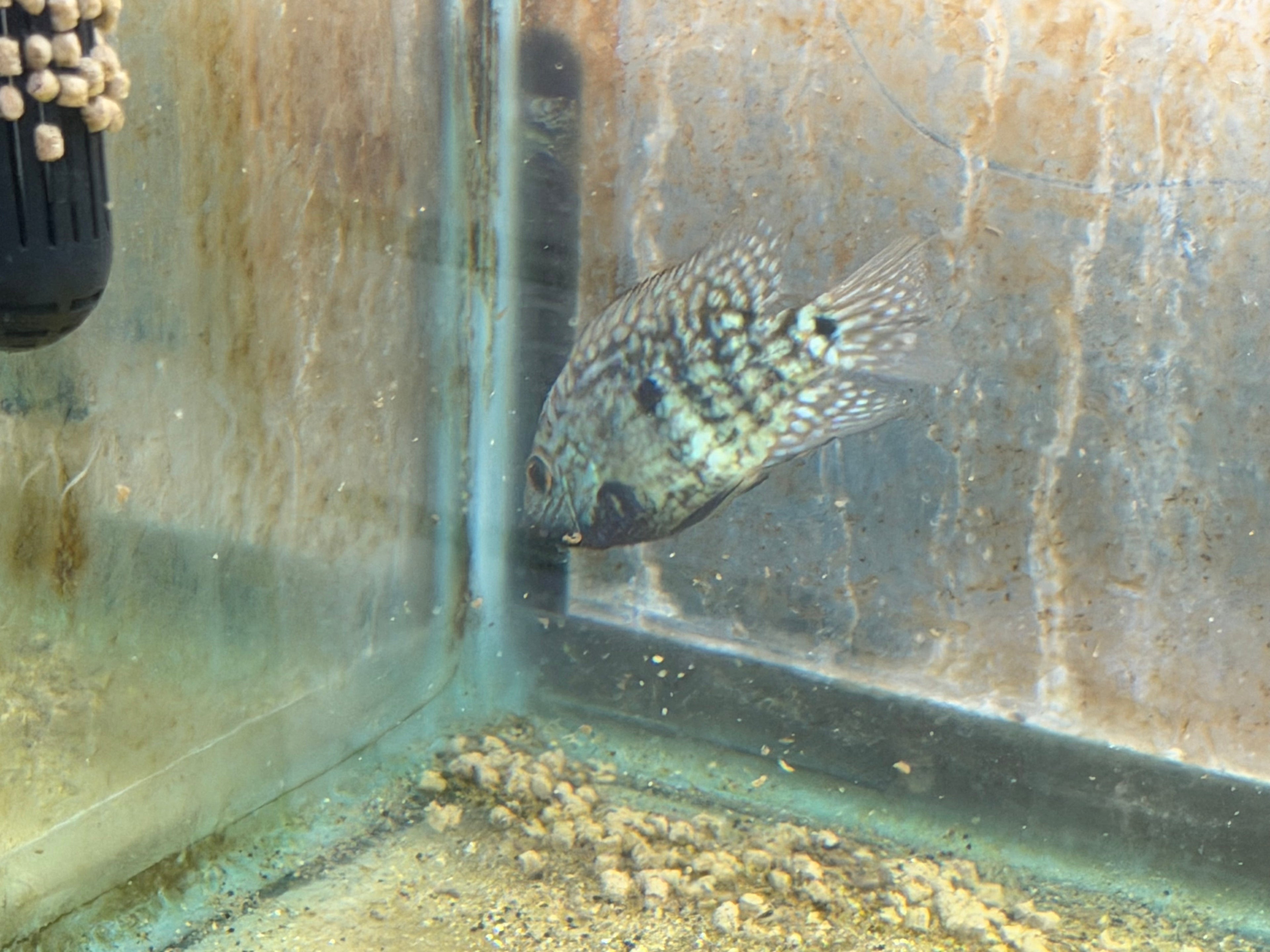 Carpintis Cichlid (Herichthys carpintis) by Danaqua Live Fish & More